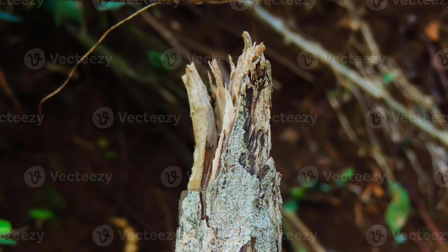 A close up of a tree trunk with a hole in it photo
