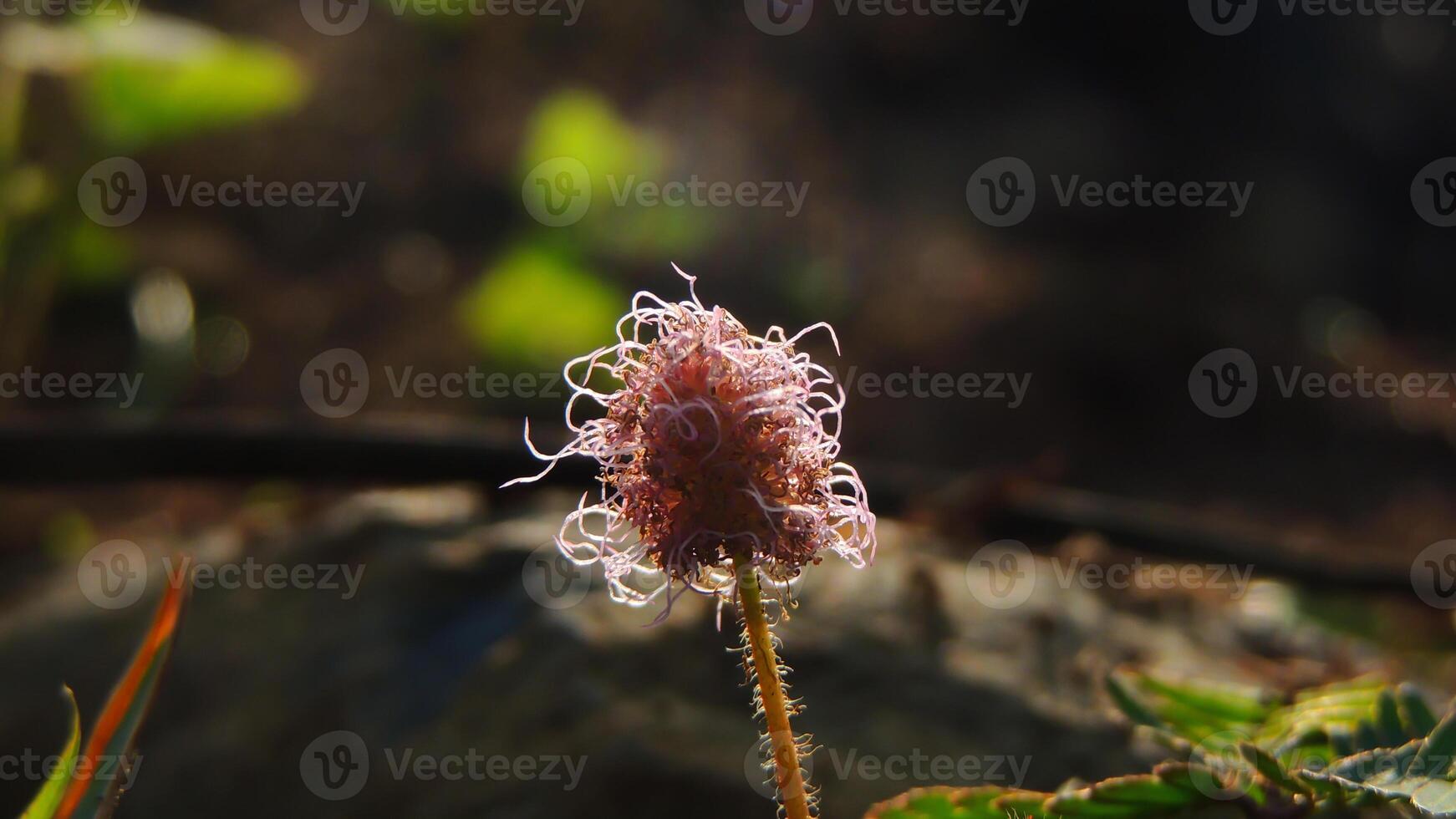 A flower with long hair on it photo