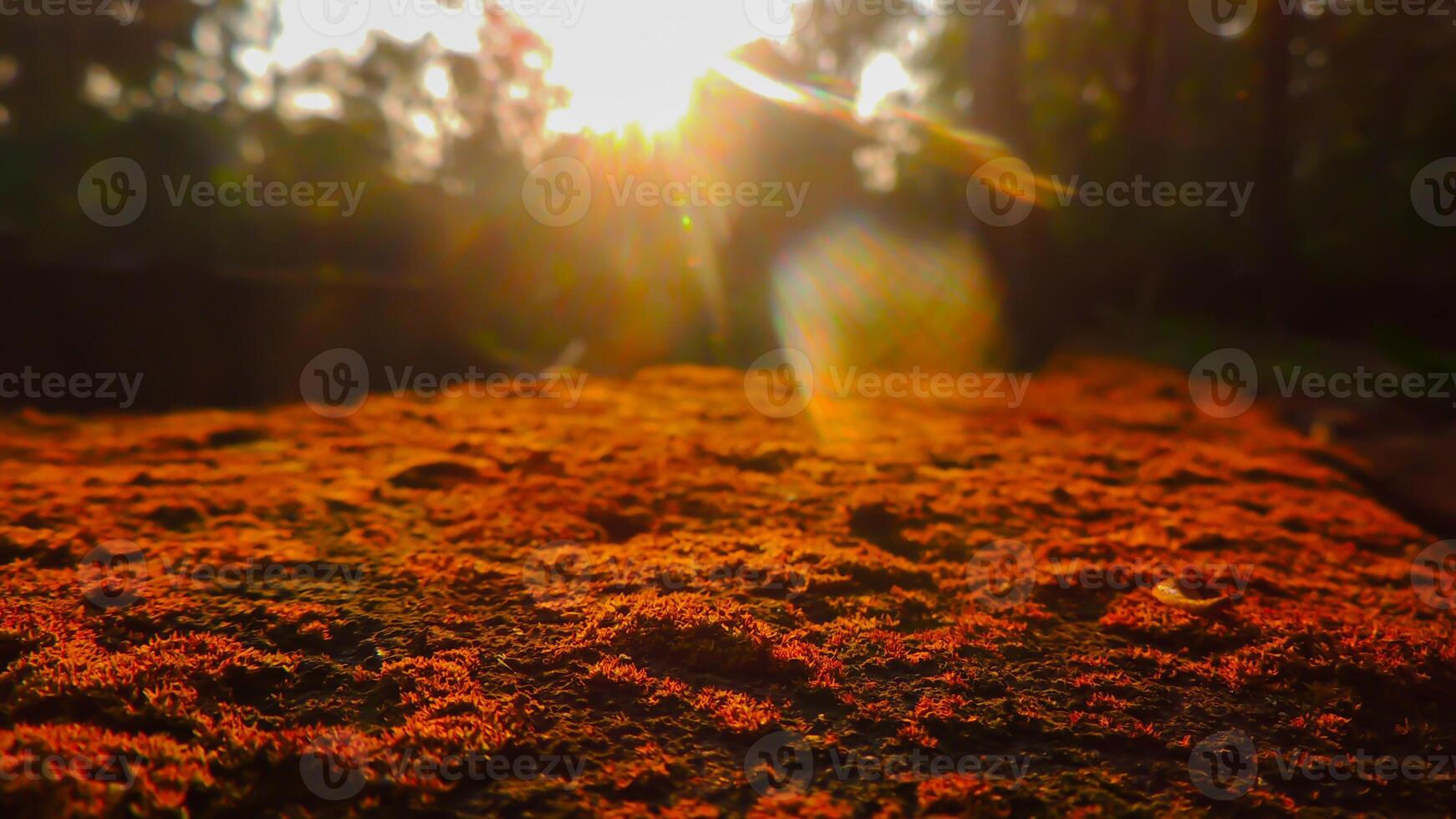 A close up of a tree with the sun shining through photo
