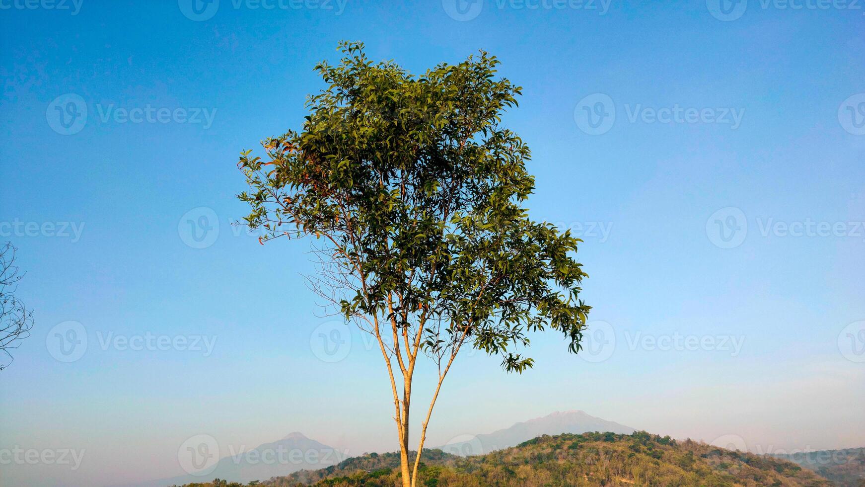 A single tree stands tall against a misty mountain backdrop, its leaves backlit by the soft morning light. photo