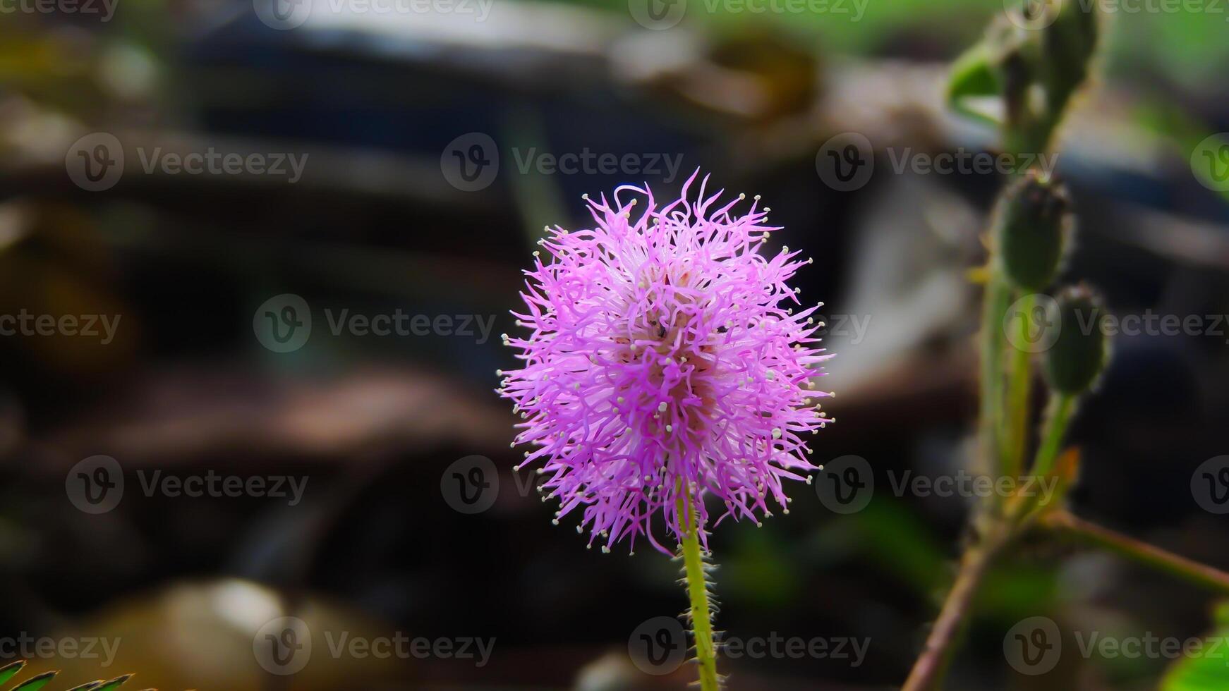 A purple flower with a green stem photo