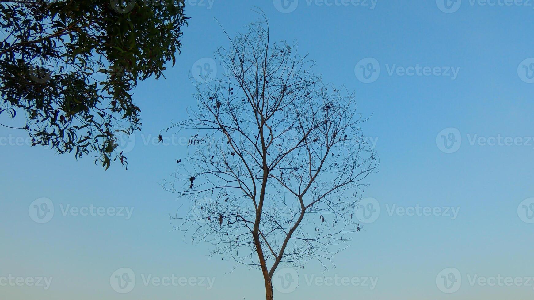 A single tree stands tall against a misty mountain backdrop, its leaves backlit by the soft morning light. photo