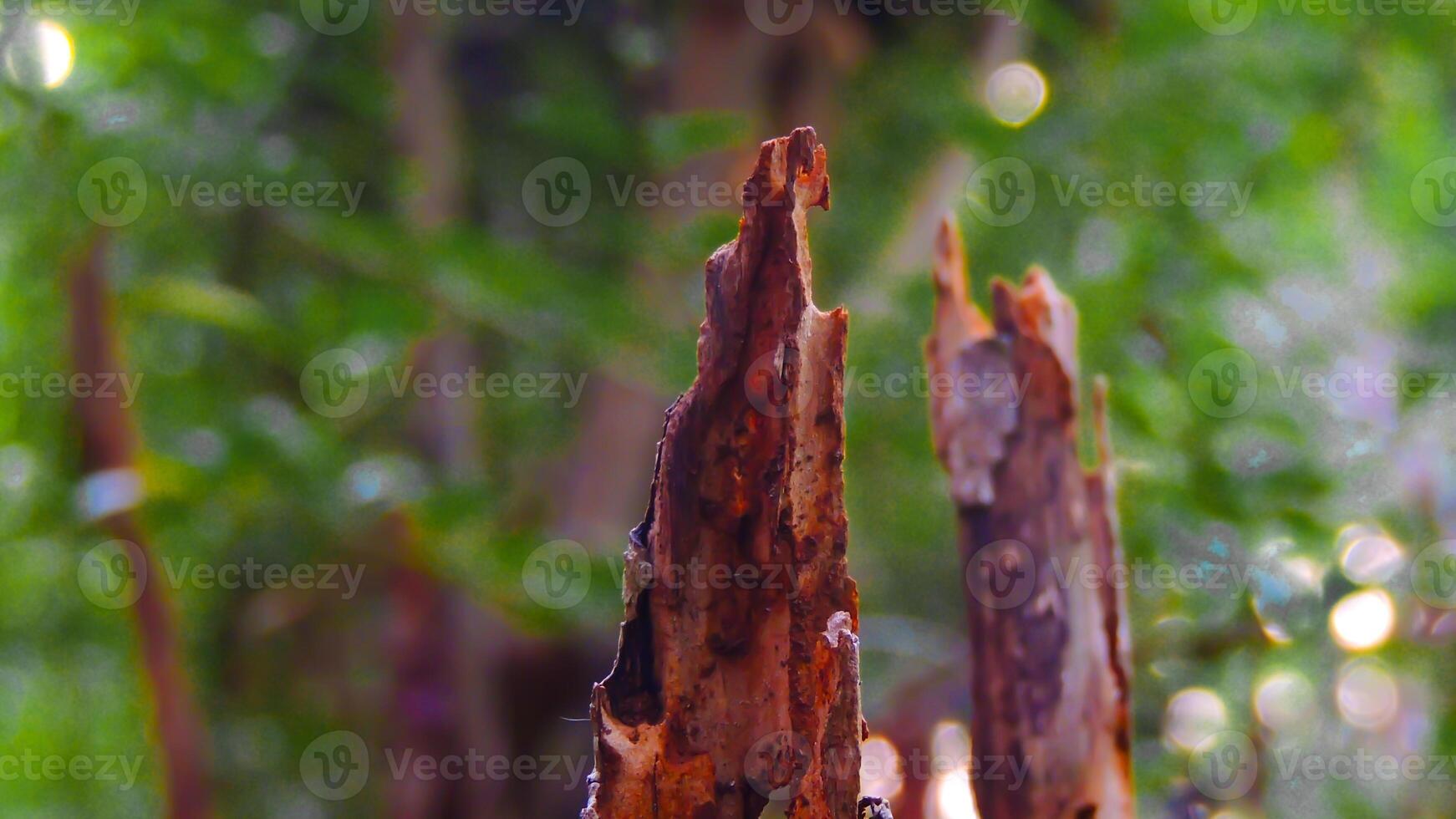 A tree with a dead tree in the background photo