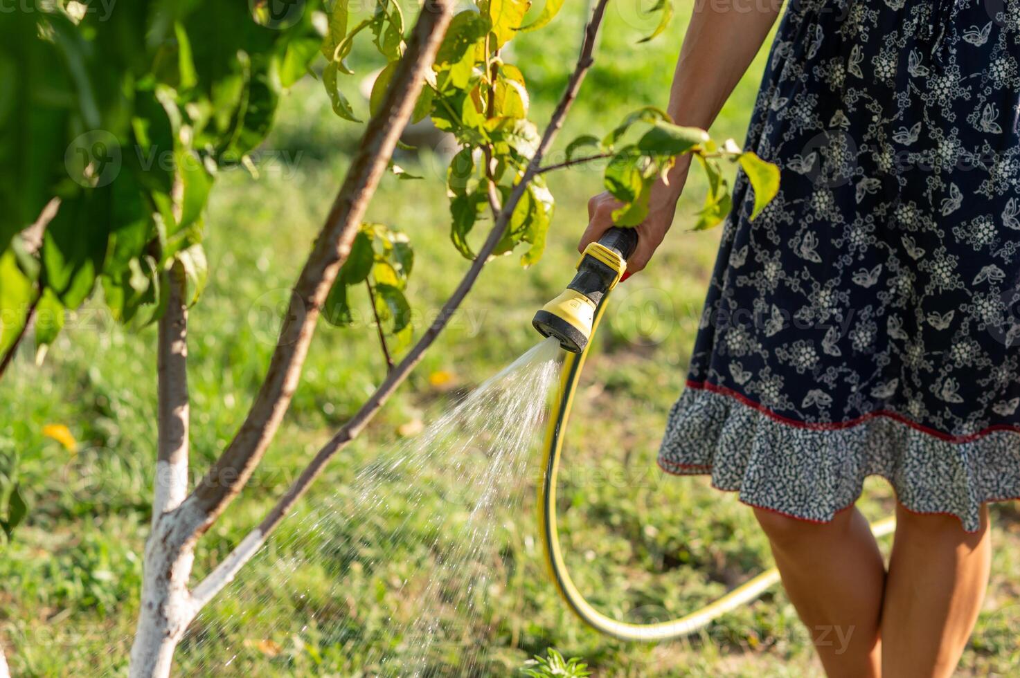 Woman watering the garden with a hose in the summer photo