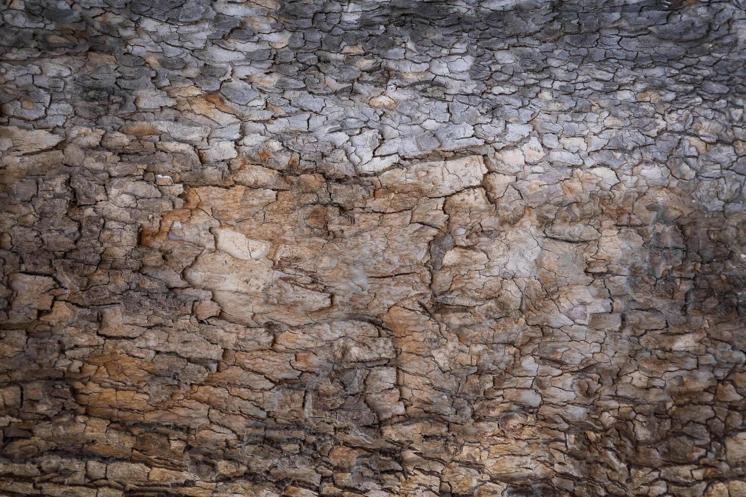 Granular material, solid wood with a structural surface for design textures. Grunge panel with rough coating photo