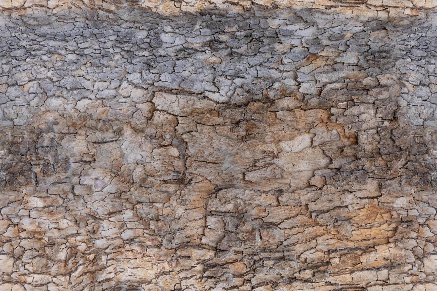 Granular material, solid wood with a structural surface for design textures. Grunge panel with rough coating photo