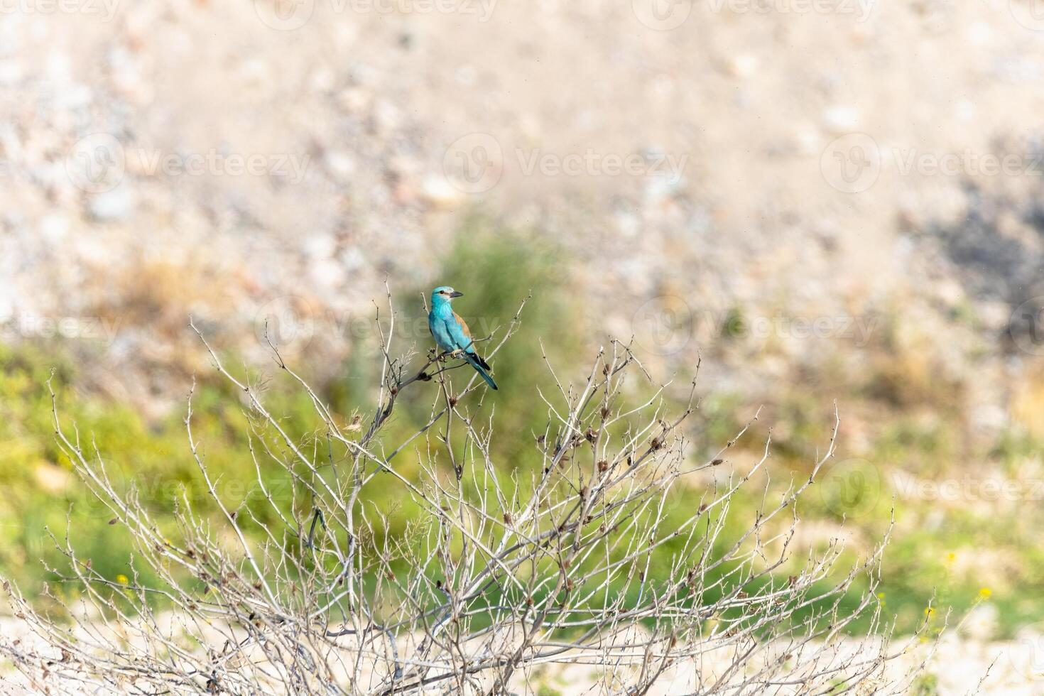 Beautiful background with bird in wild nature around vegetation photo