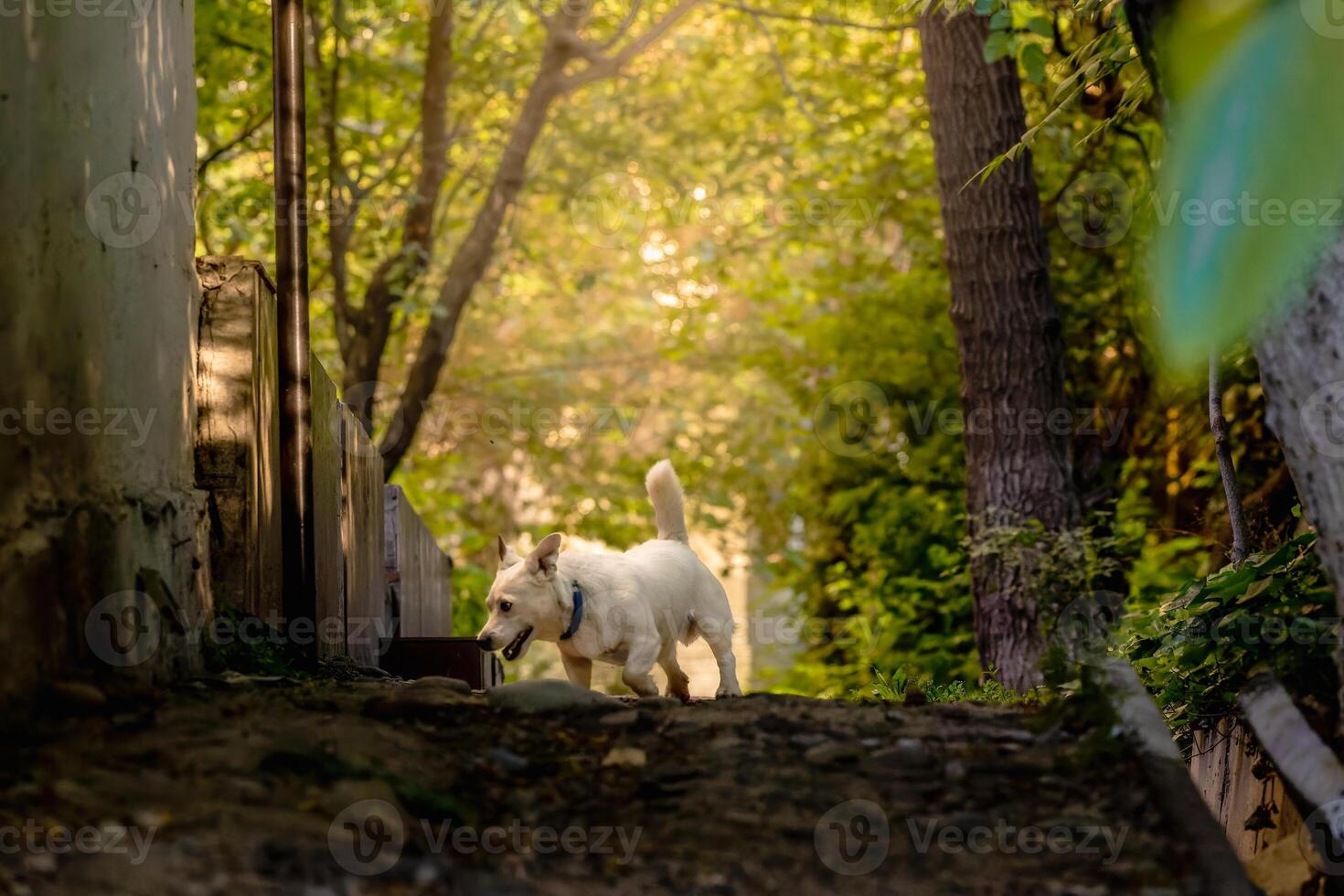 A pet dog walks outdoors. Purebred breed Jack Russell Terrier male photo