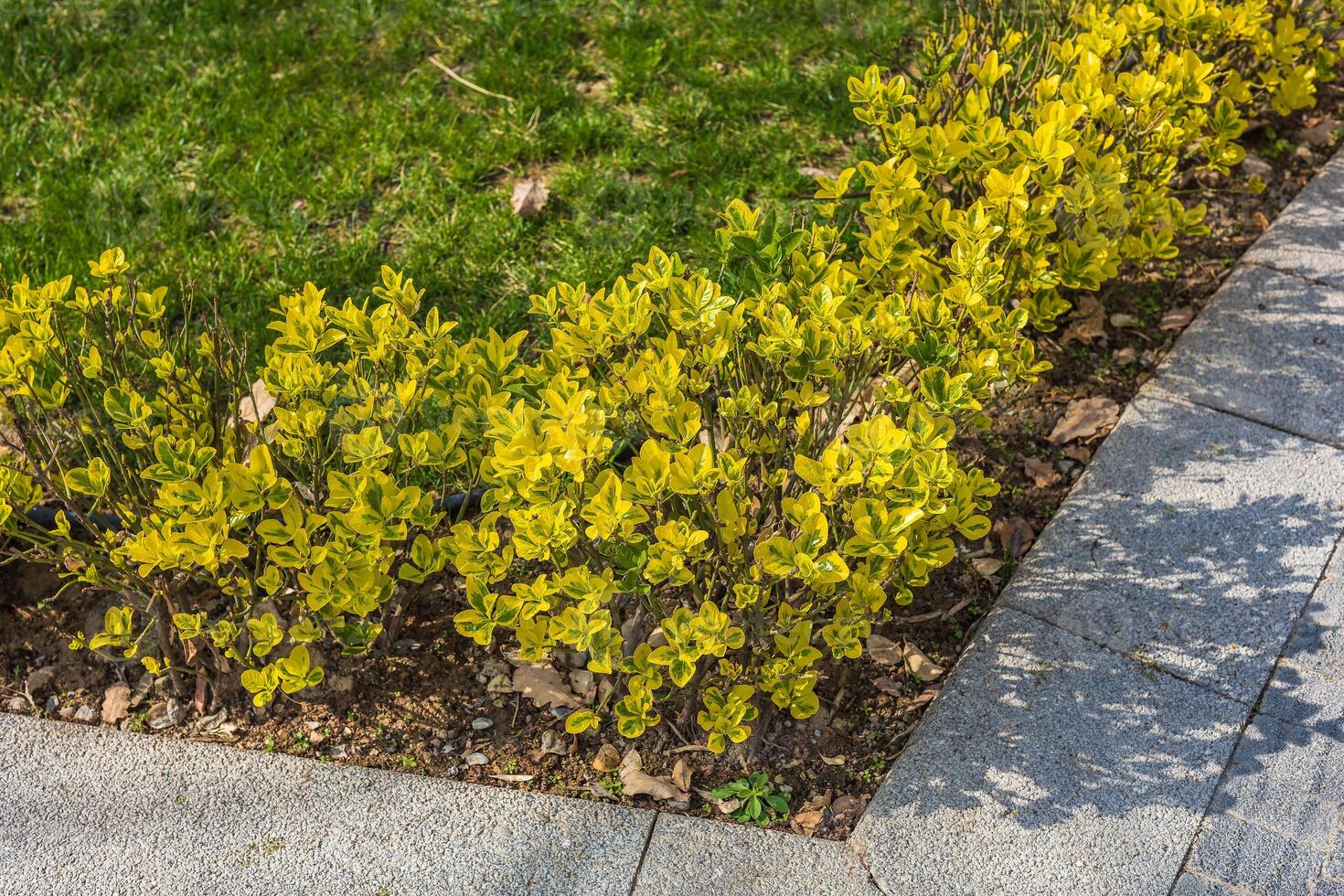 Theme for landscape design photo