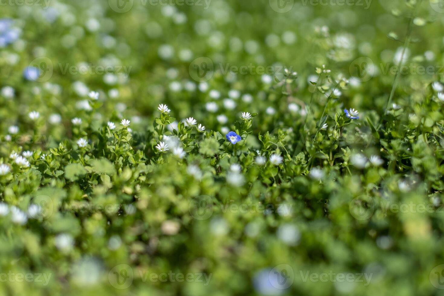 Background screensaver spring flowering vegetation in the park or city photo