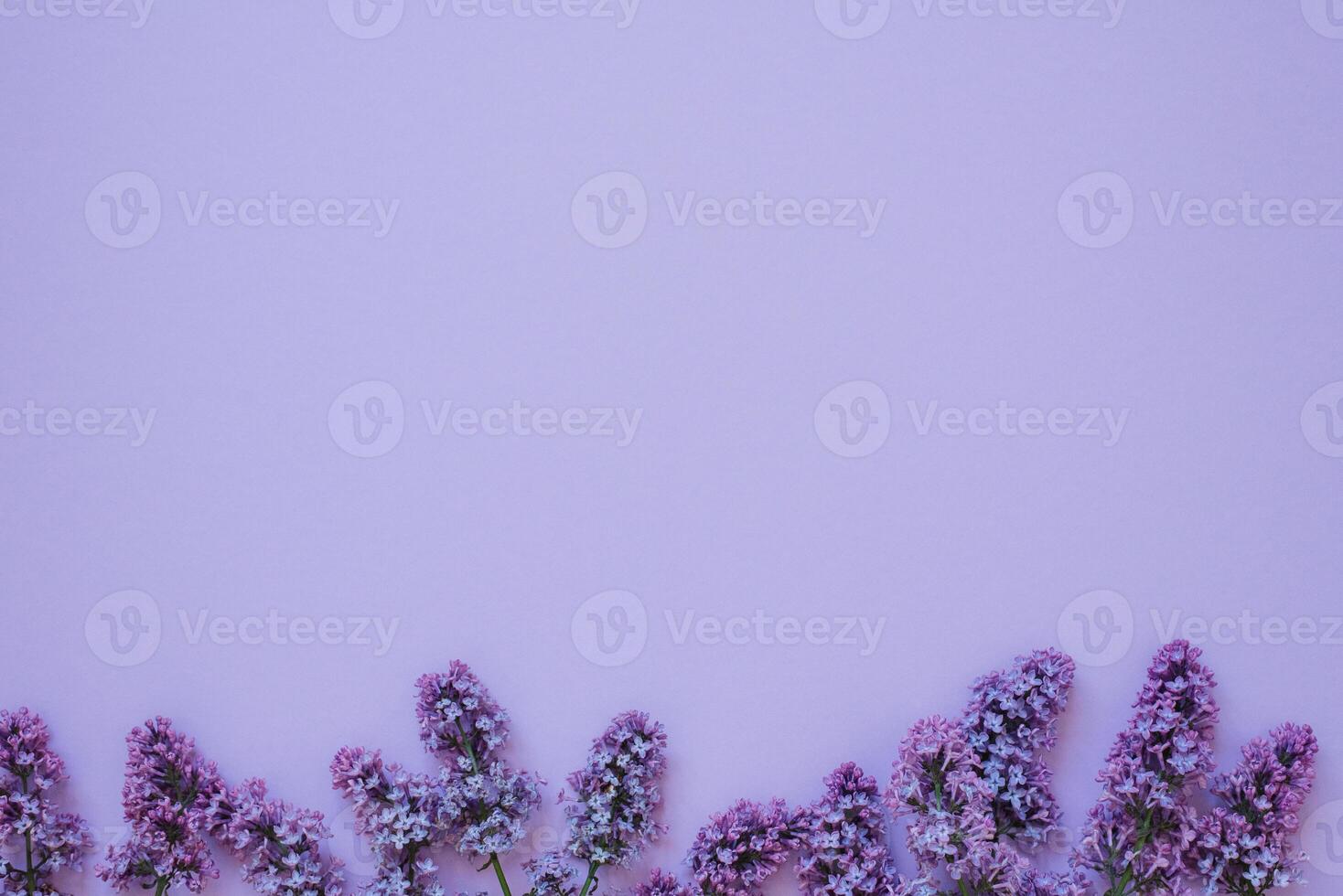 Composition of flowers. Frame of lilac flowers on a solid background. Concept of Mother's Day, Women's Day. Flat lay, top view photo