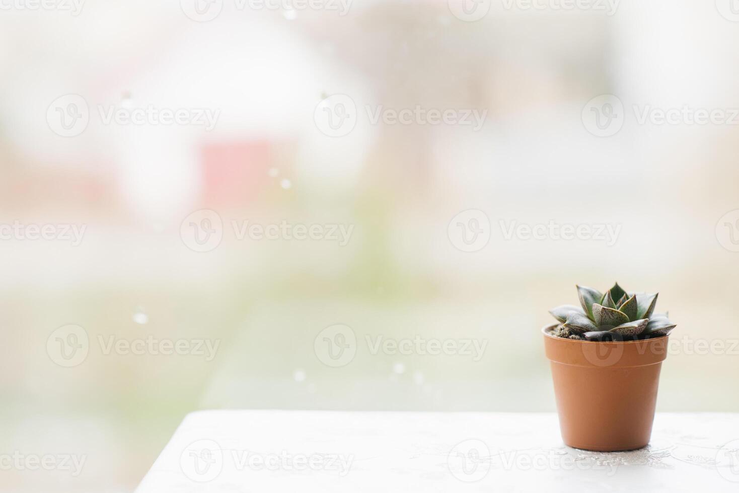 Small succulent in a brown pot on the window stands with space copy photo
