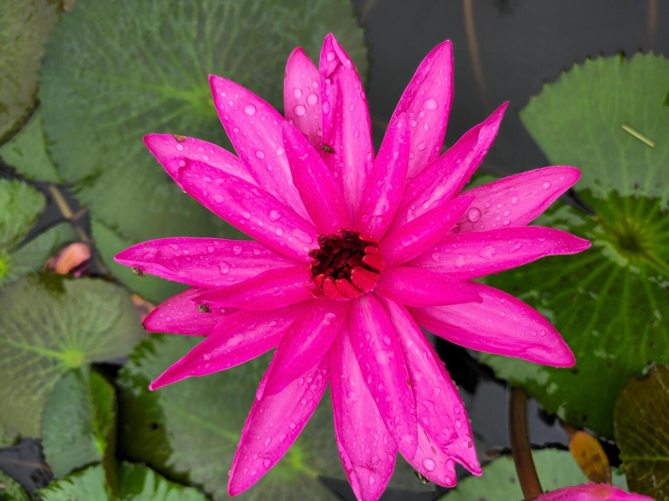 Waterlily in rain drop beautiful background wallpaper photo