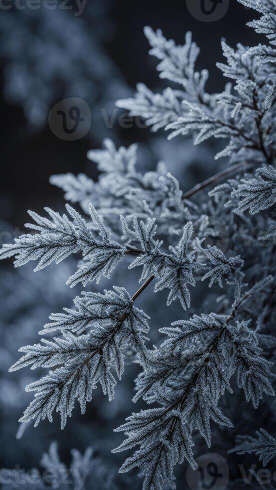 Frost covered branches of coniferous tree in winter. Macro shot of frozen pine needles with intricate frost patterns. Vertical background photo