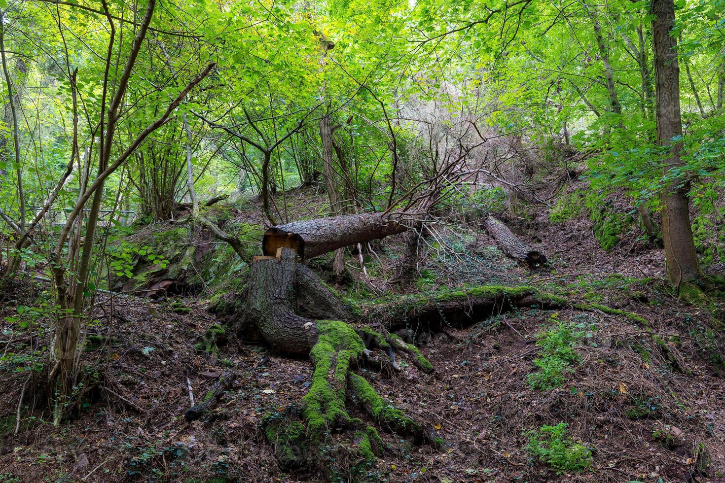 tree stump is sitting in the middle of a forest. The stump is surrounded by moss and leaves, giving it a natural and peaceful appearance. The forest is lush and green, with trees of various sizes photo