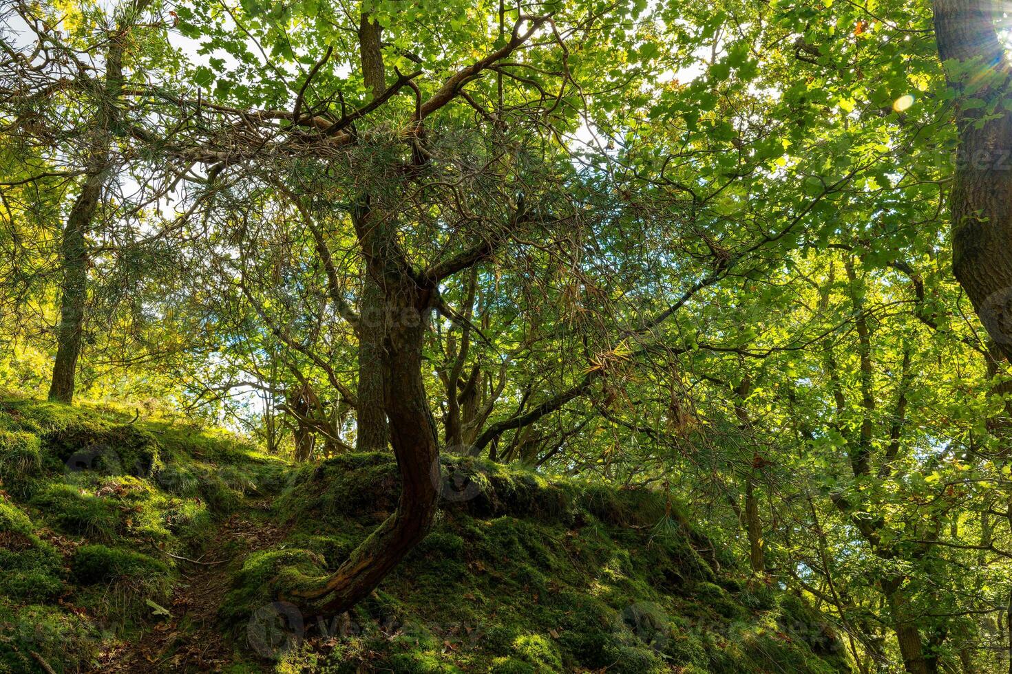 tree with green leaves is in the middle of a forest. The tree is tall and has a long trunk. The forest is lush and green, with sunlight shining through the trees photo