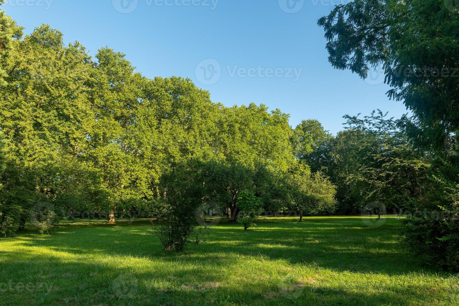 A lush green lawn in a park on a sunny day, surrounded by tall trees photo