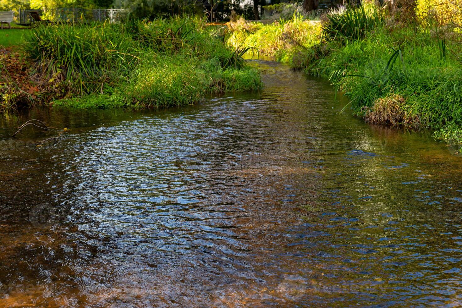 A clear stream flows through lush greenery in a rural setting photo