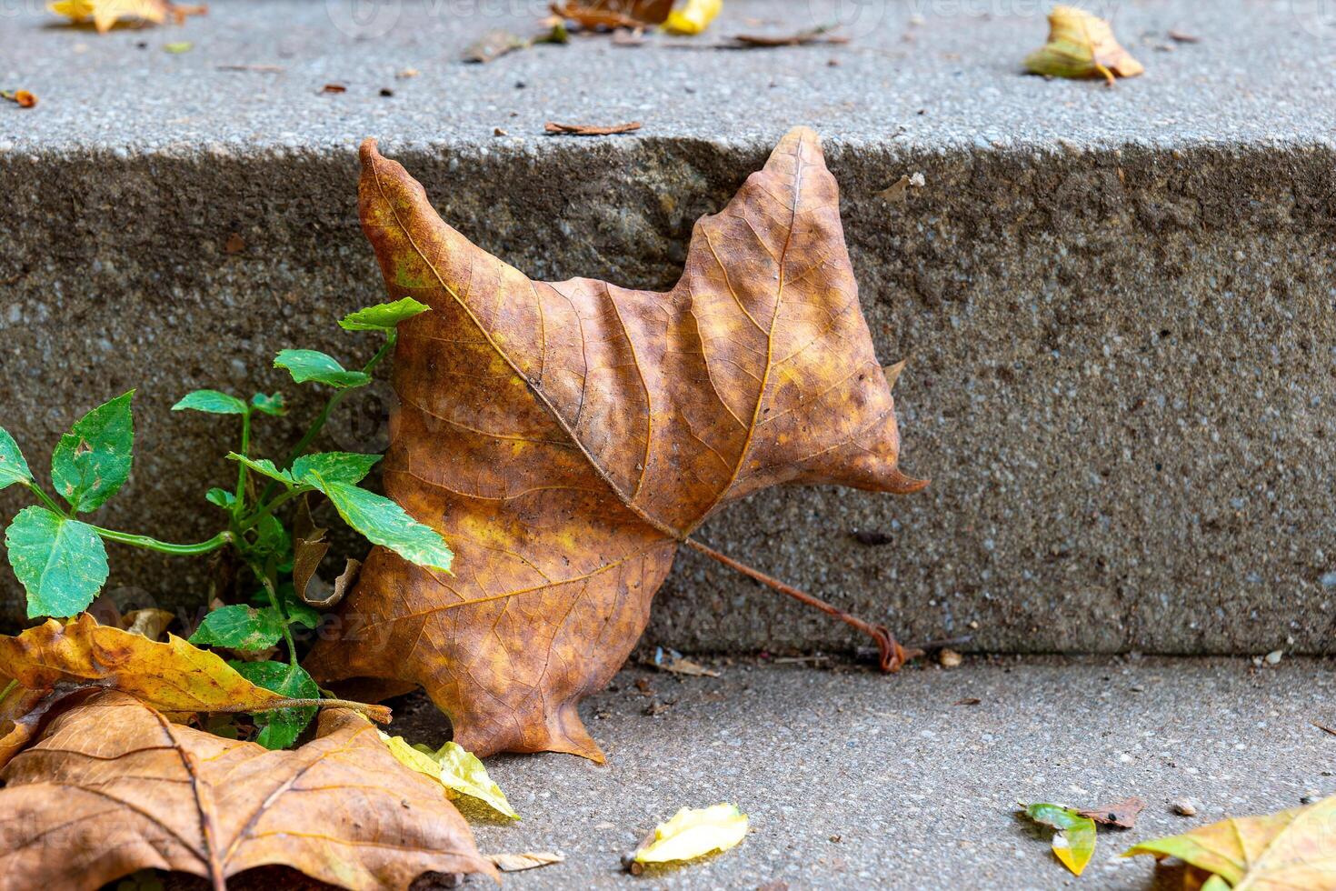 A dry, brown leaf rests on a concrete step near a small green plant photo