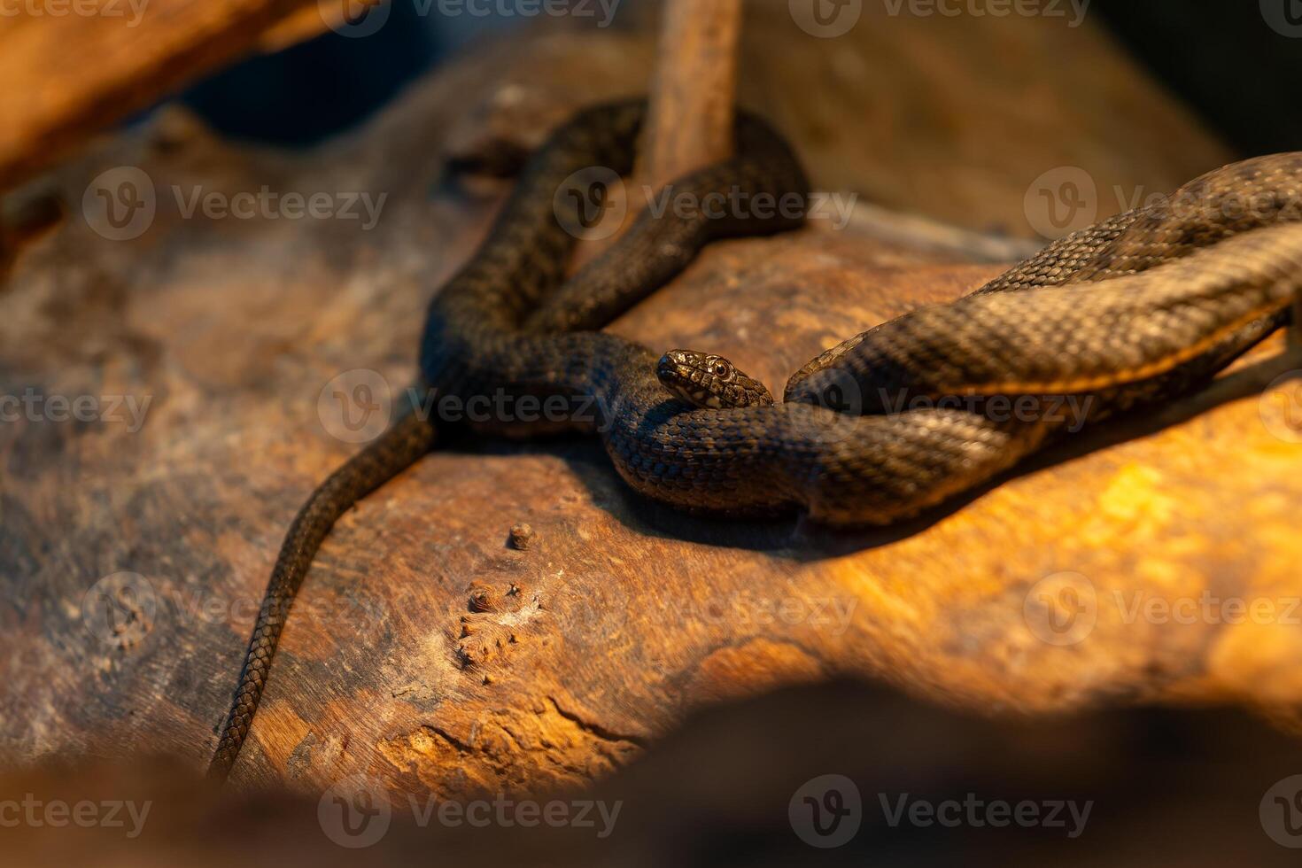 snake is curled up on a log. The snake is brown and black. The log is brown and has a few scratches on it photo