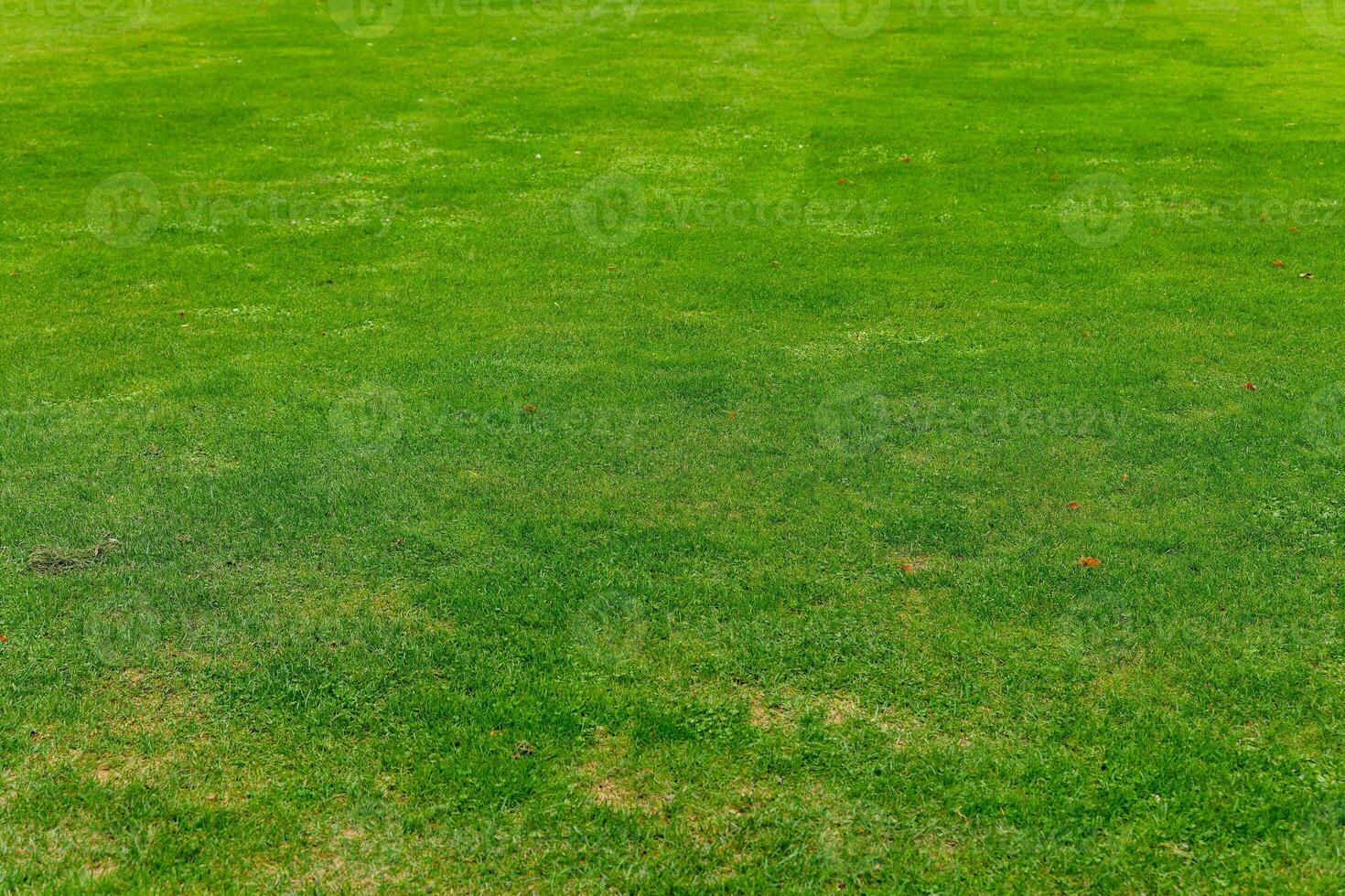 A close-up of lush, green grass on a sunny day photo