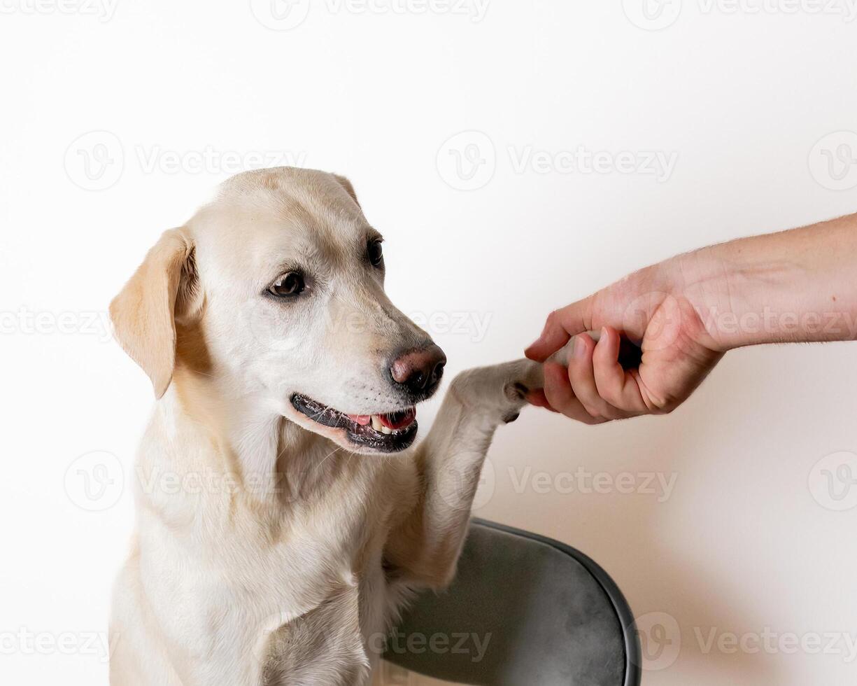 A Labrador retriever shakes hands with a human, symbolizing companionship and obedience training, perfect for National Dog Day photo