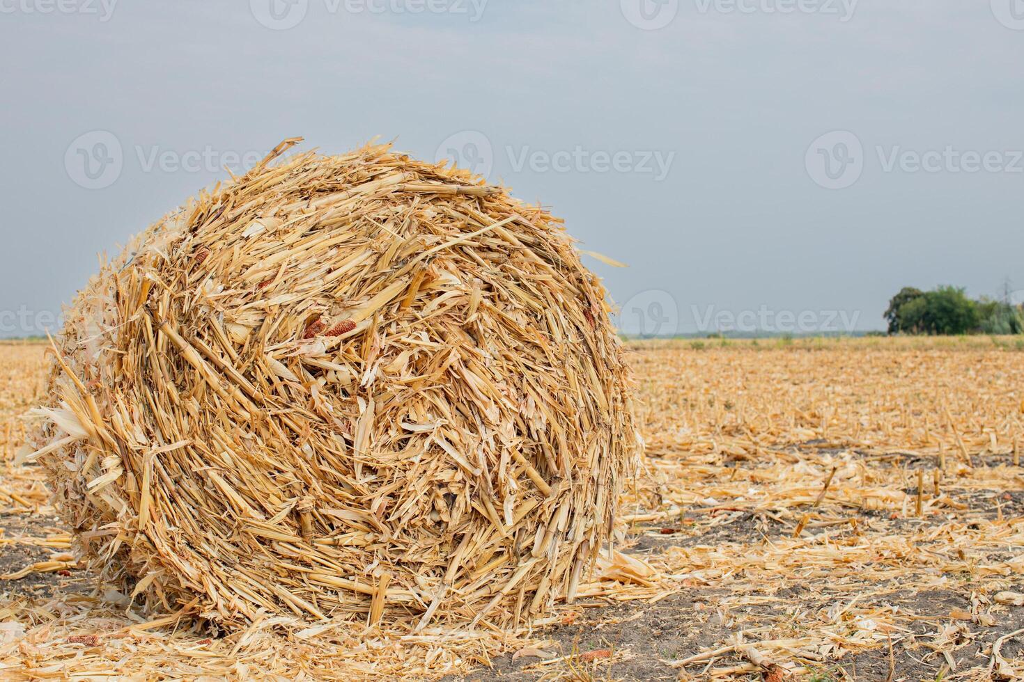 A large, round bale of straw rests in a harvested field under a gray sky, symbolizing autumn harvest season and agricultural practices photo
