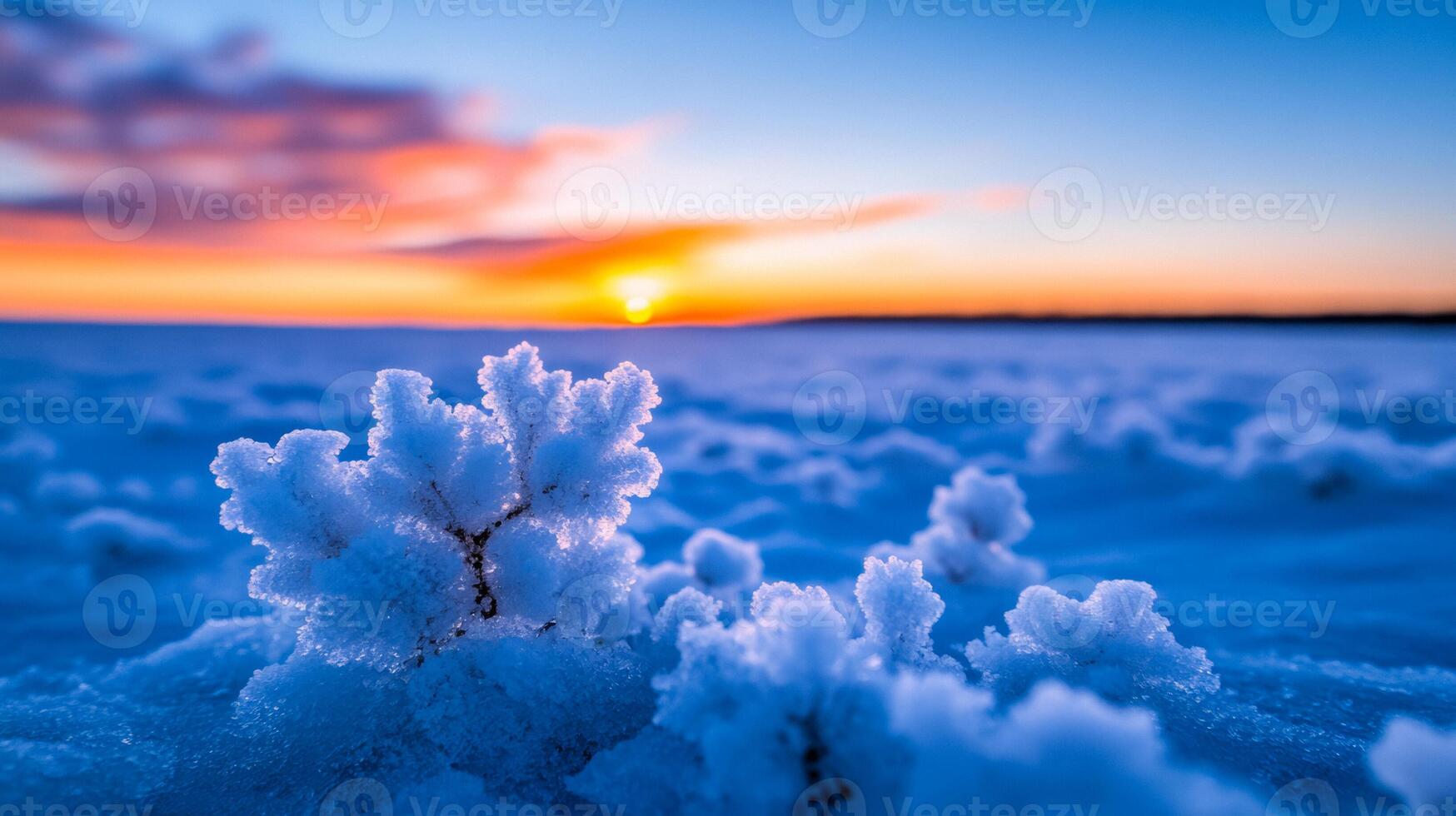 Bitter frost flower blooms on Arctic sea ice delicate ice patterns forming in freezing temperatures under a blue sky photo