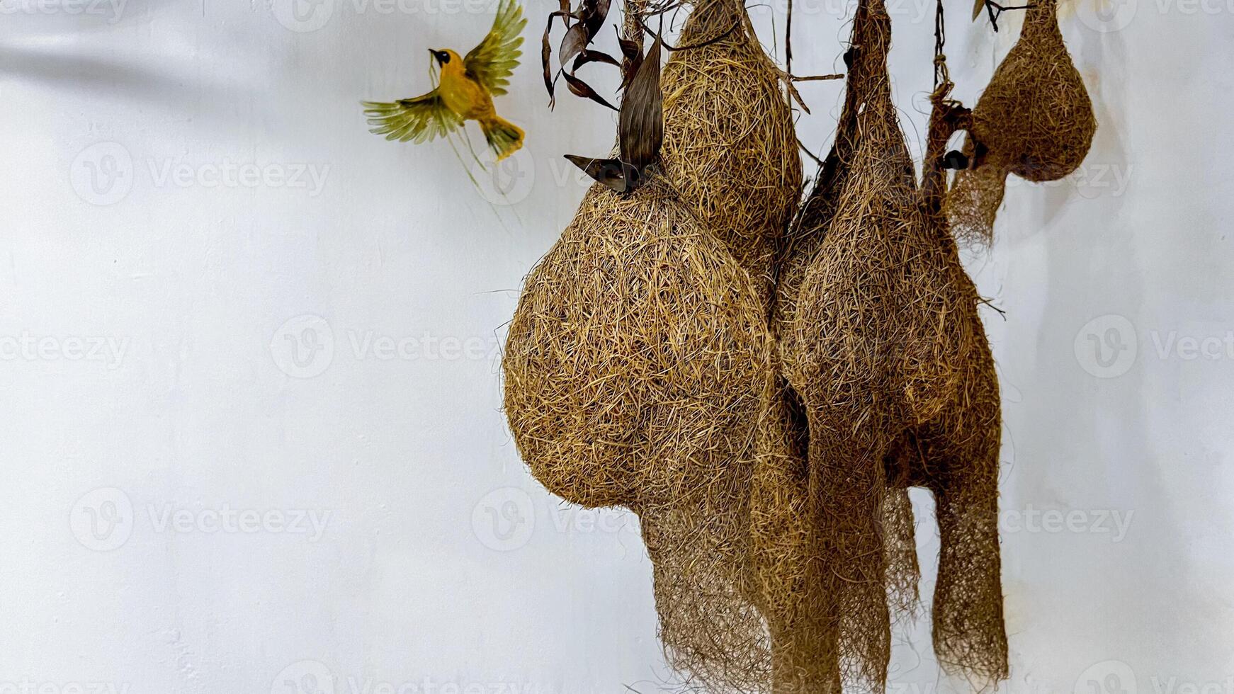 A weaver bird flies near intricately woven nests symbolizing teamwork and natures architecture, ideal for environmental conservation themes photo