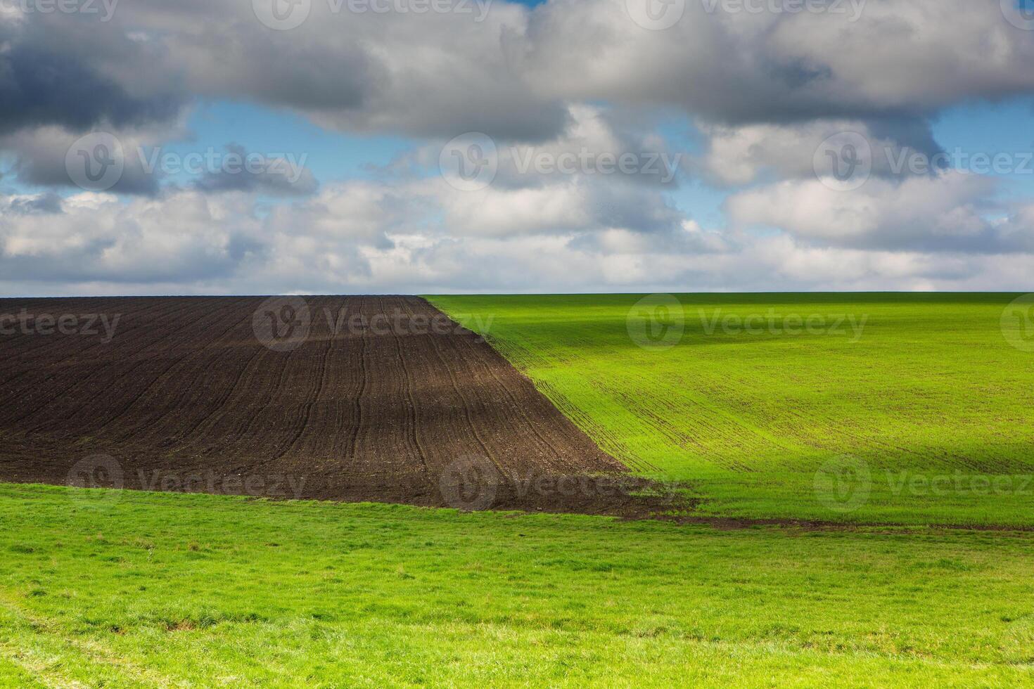 Green field under blue sky with white clouds. Green meadow. Cultivated agricultural field in the countryside. photo