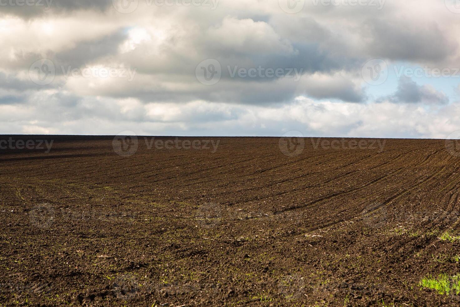 Green field under blue sky with white clouds. Green meadow. Cultivated agricultural field in the countryside. photo