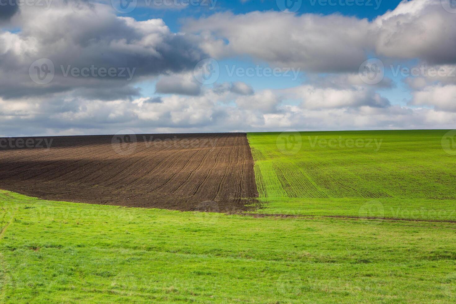 Green field under blue sky with white clouds. Green meadow. Cultivated agricultural field in the countryside. photo