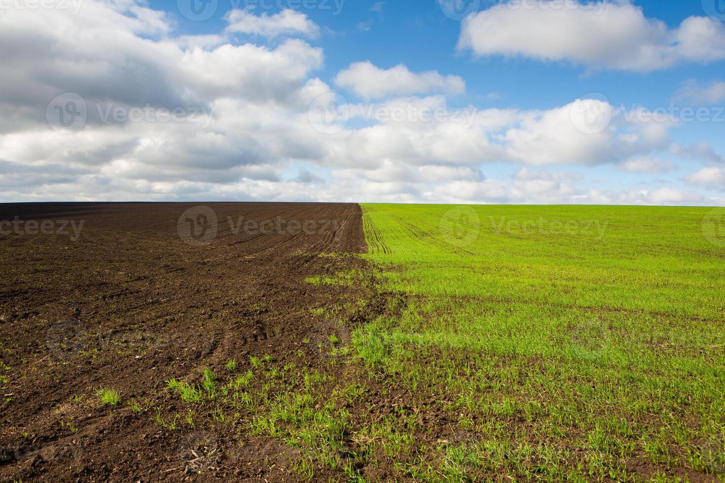 Green field under blue sky with white clouds. Green meadow. Cultivated agricultural field in the countryside. photo