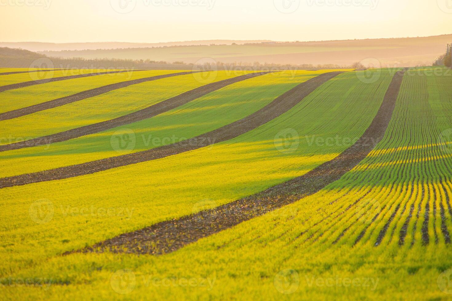 Green field under blue sky with white clouds. Green meadow. Cultivated agricultural field in the countryside. photo