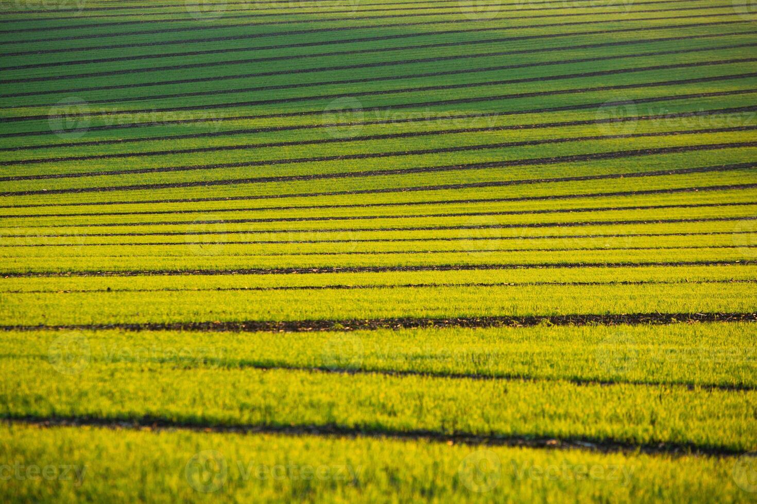 Green field under blue sky with white clouds. Green meadow. Cultivated agricultural field in the countryside. photo
