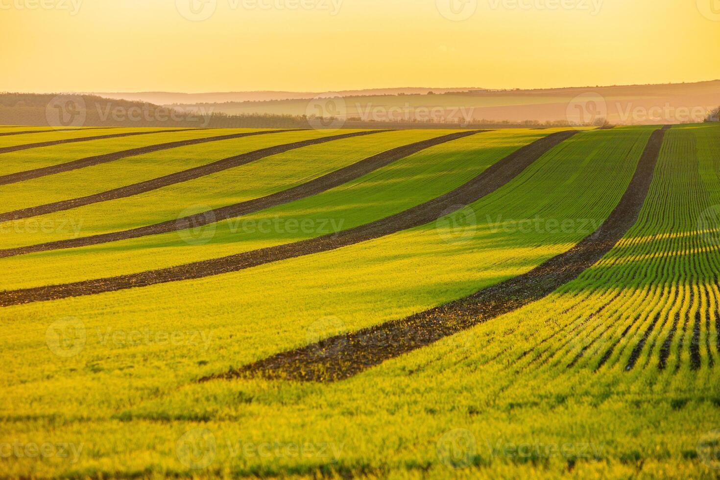 Green field under blue sky with white clouds. Green meadow. Cultivated agricultural field in the countryside. photo