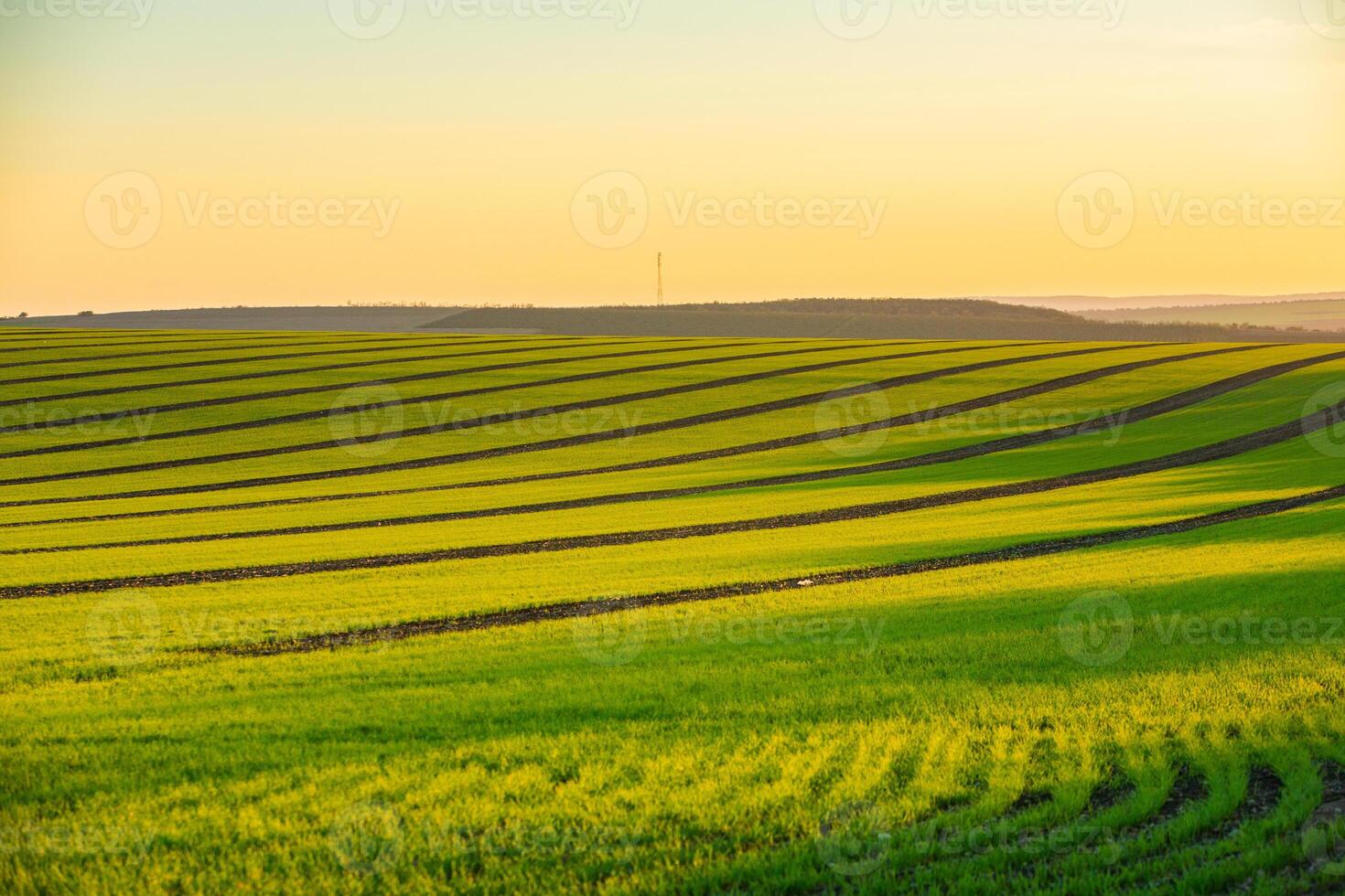 Green field under blue sky with white clouds. Green meadow. Cultivated agricultural field in the countryside. photo