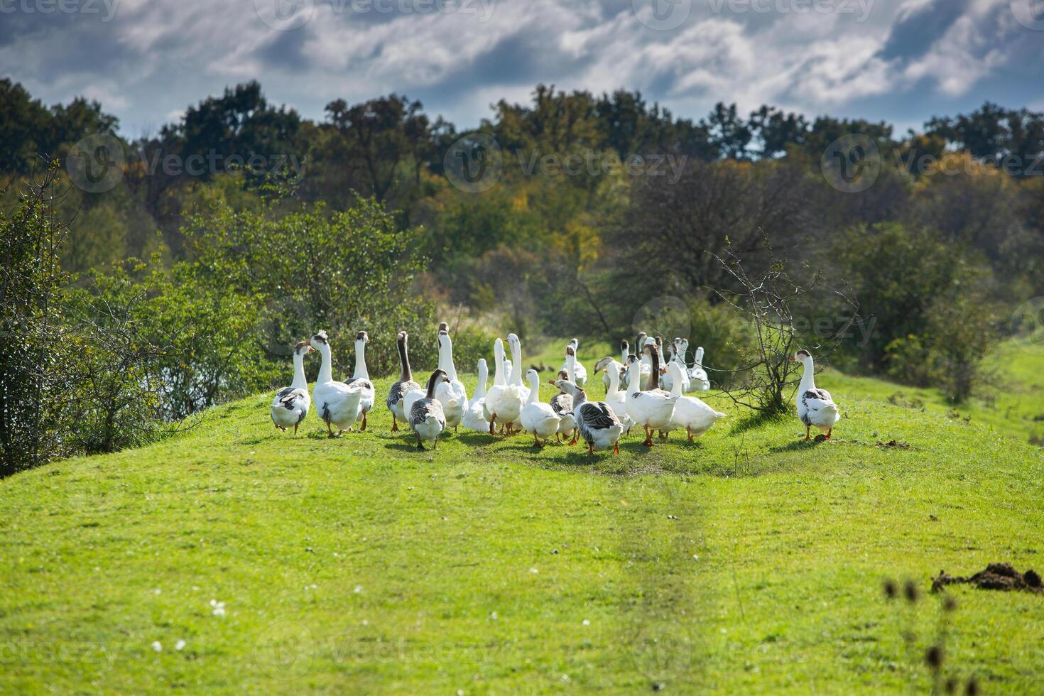 Rural landscape of the Republic of Moldova. The green nature of the country. photo