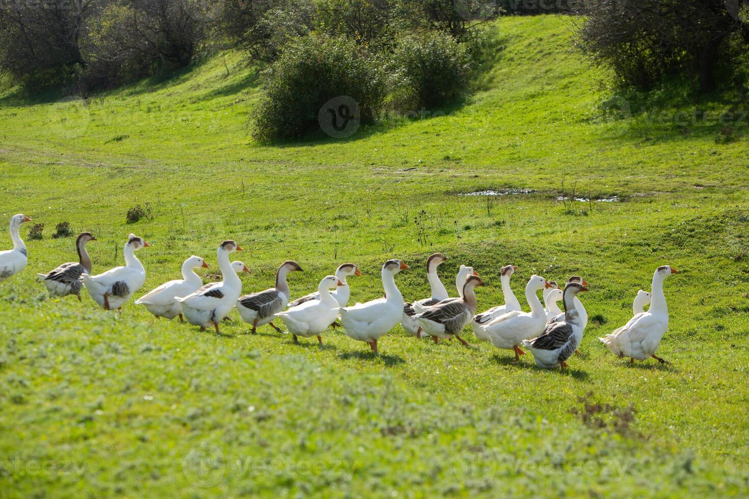 Rural landscape of the Republic of Moldova. The green nature of the country. photo