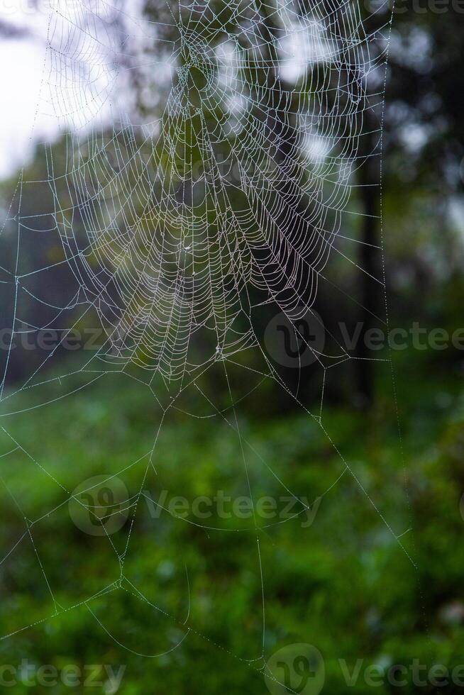 Spider on a spider web in the forest, close-up photo