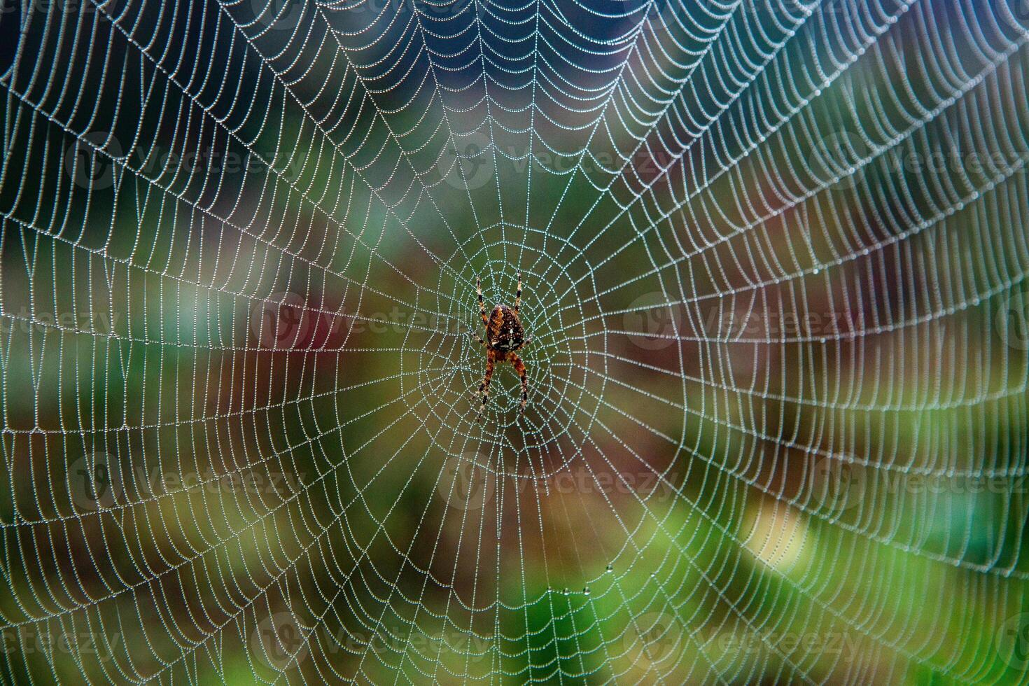 Spider on a spider web in the forest, close-up photo