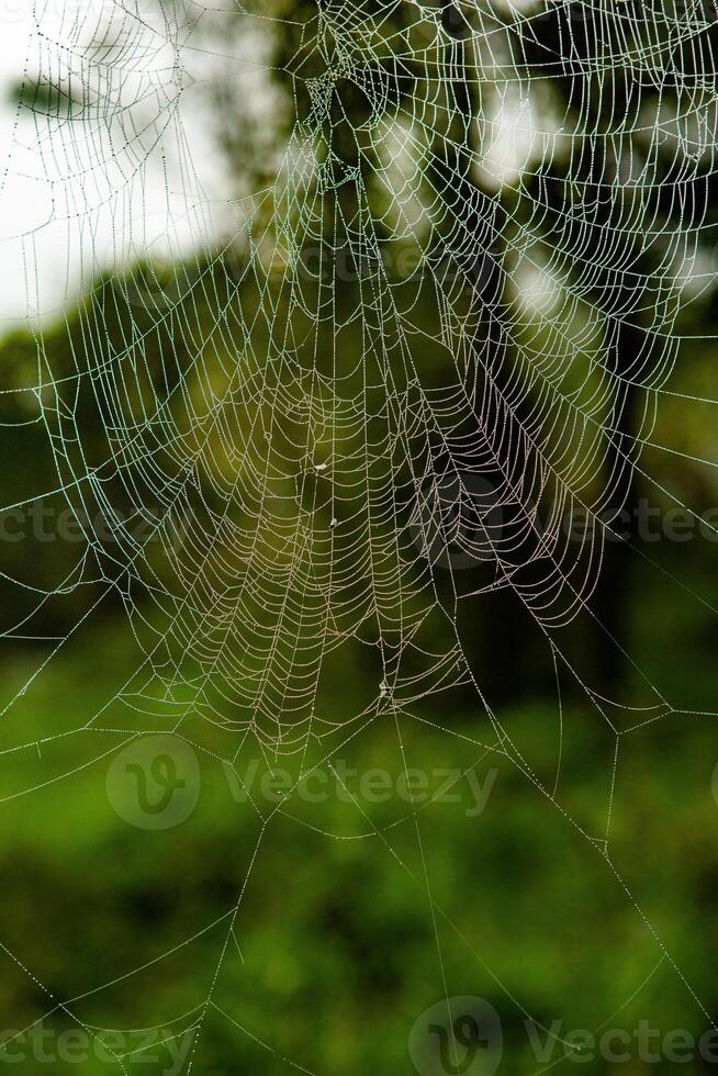 Spider on a spider web in the forest, close-up photo