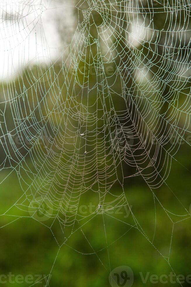 Spider on a spider web in the forest, close-up photo
