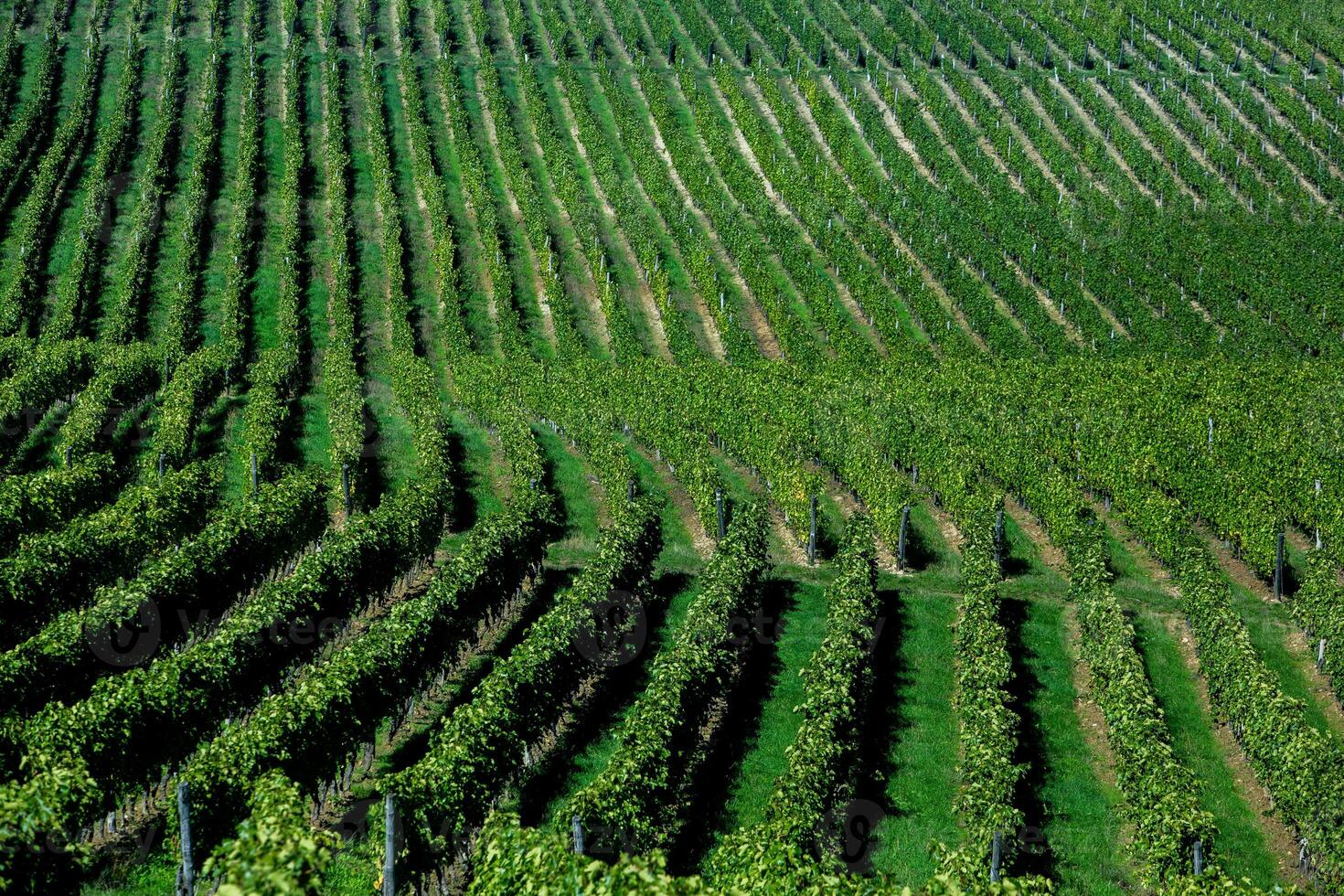 Very beautiful vineyard with terraces in the Republic of Moldova.Vineyard landscape with green rows of grapevines and rolling hills. photo