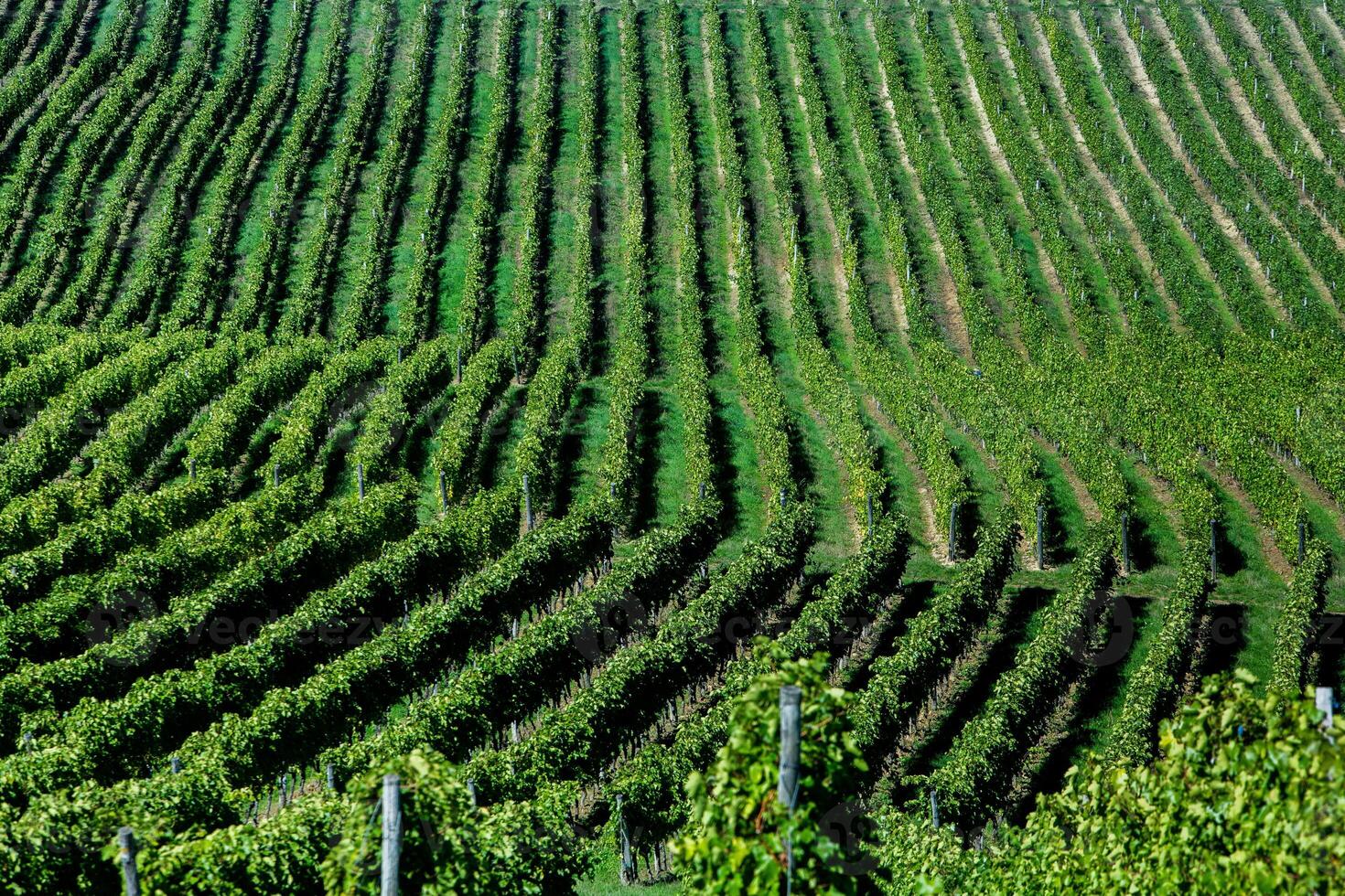 Very beautiful vineyard with terraces in the Republic of Moldova.Vineyard landscape with green rows of grapevines and rolling hills. photo