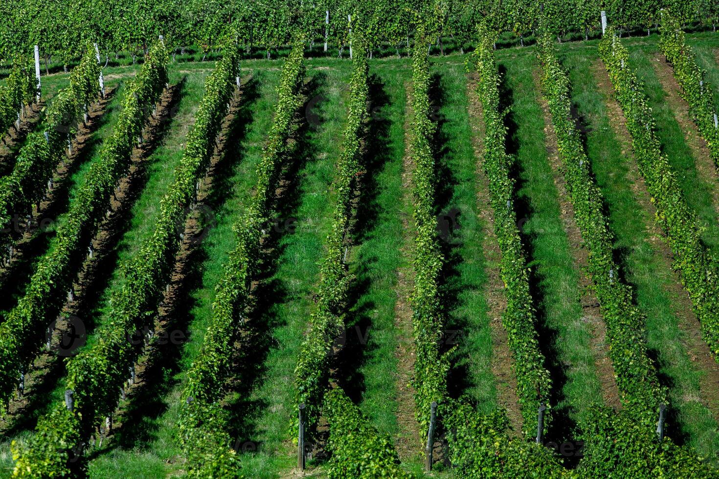 Very beautiful vineyard with terraces in the Republic of Moldova.Vineyard landscape with green rows of grapevines and rolling hills. photo