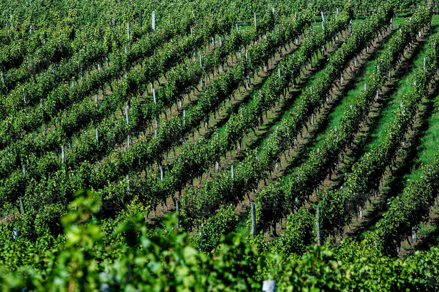 Very beautiful vineyard with terraces in the Republic of Moldova.Vineyard landscape with green rows of grapevines and rolling hills. photo