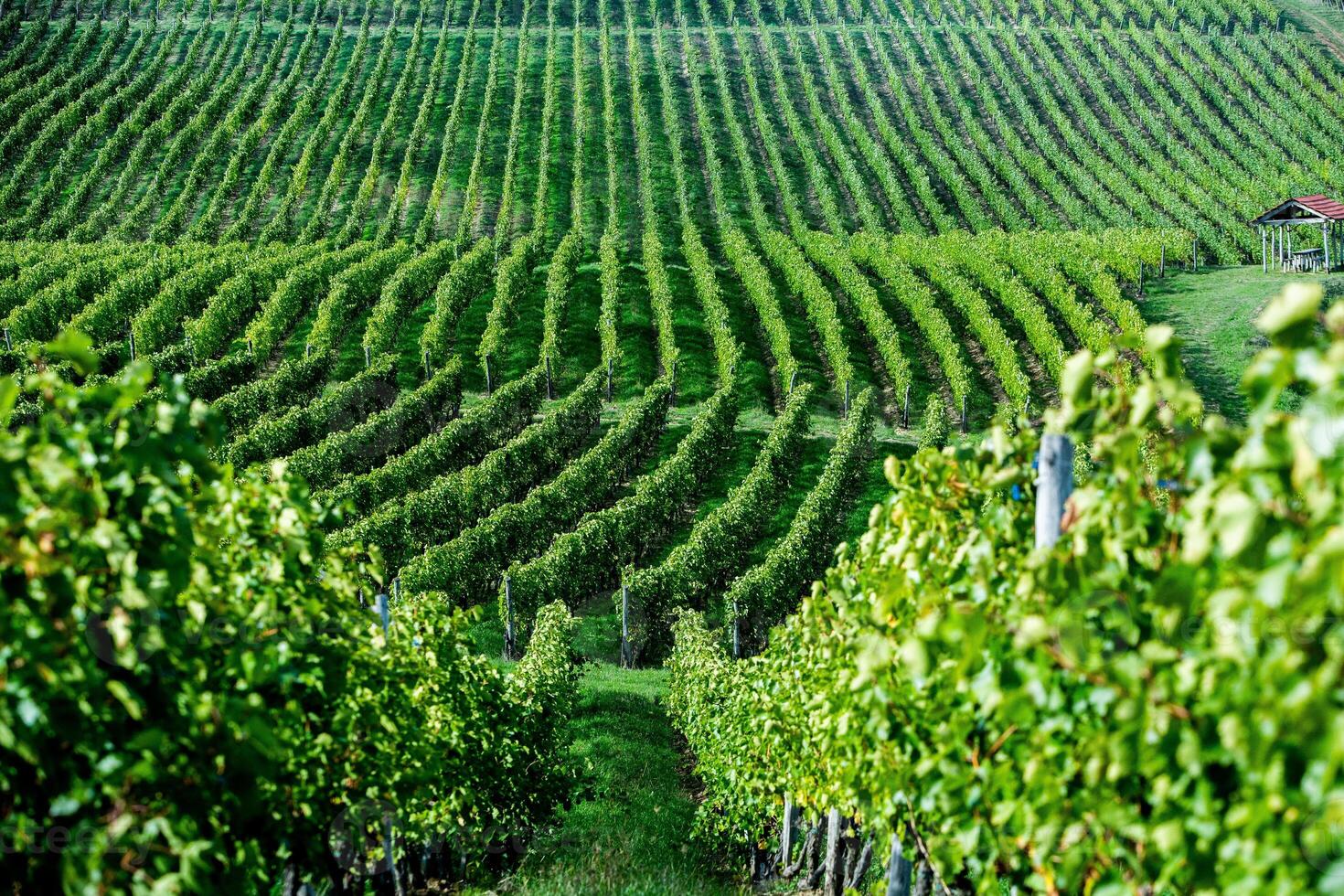 Very beautiful vineyard with terraces in the Republic of Moldova.Vineyard landscape with green rows of grapevines and rolling hills. photo
