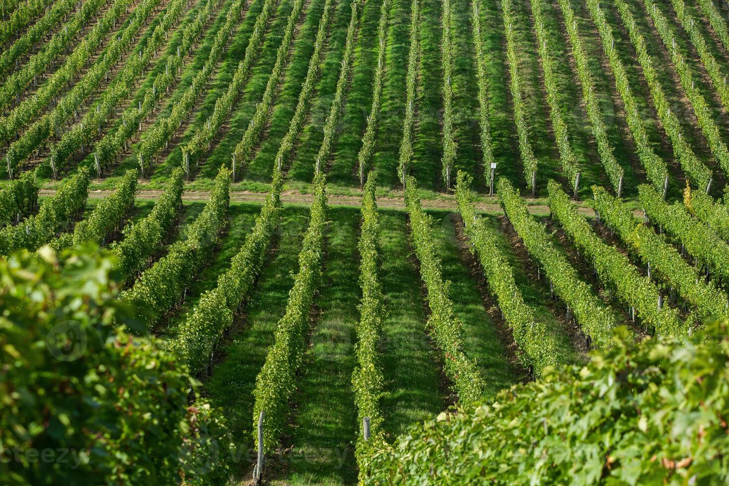Very beautiful vineyard with terraces in the Republic of Moldova.Vineyard landscape with green rows of grapevines and rolling hills. photo