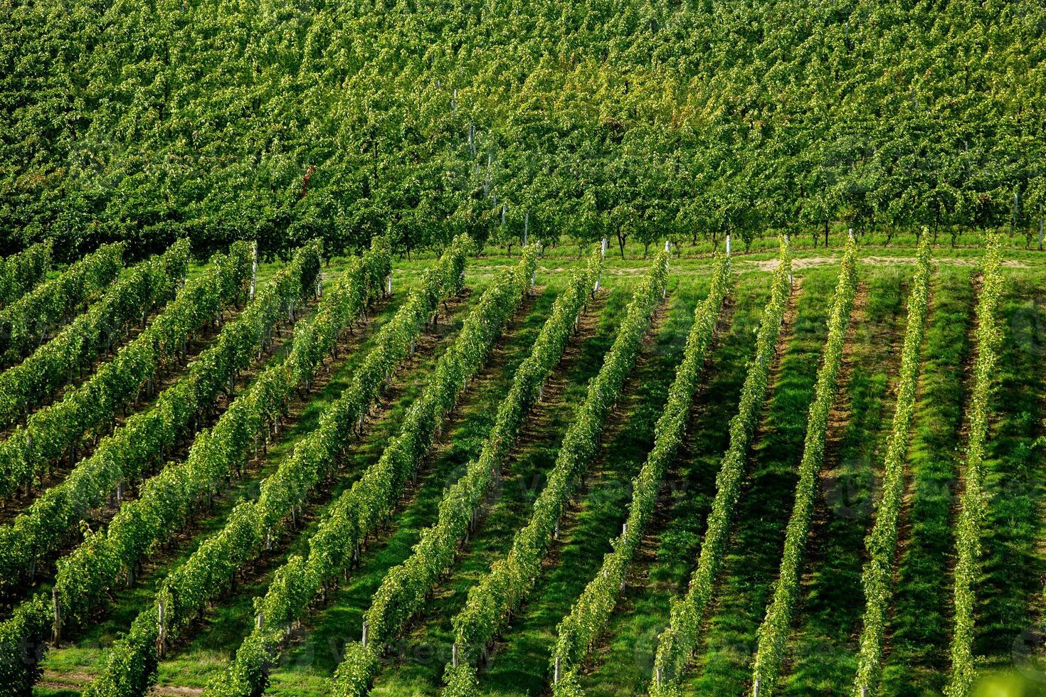Very beautiful vineyard with terraces in the Republic of Moldova.Vineyard landscape with green rows of grapevines and rolling hills. photo
